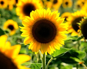 sunflower