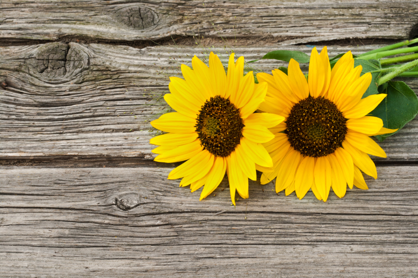 sol flower sol flower