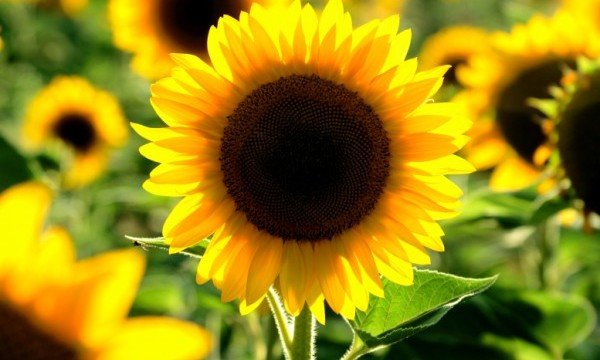 sunflower, yoga and meditaiton