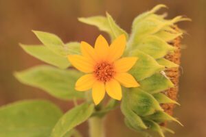 flower in wind