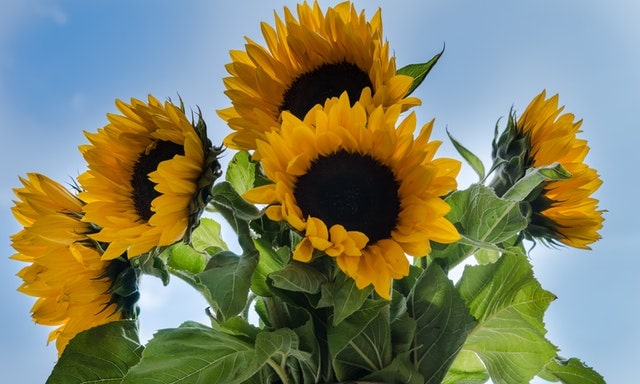 sunflowers sky background