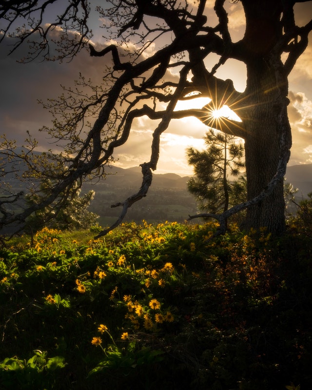 gnarled willow tree backlit