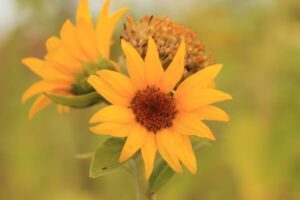 sunflowers on green background