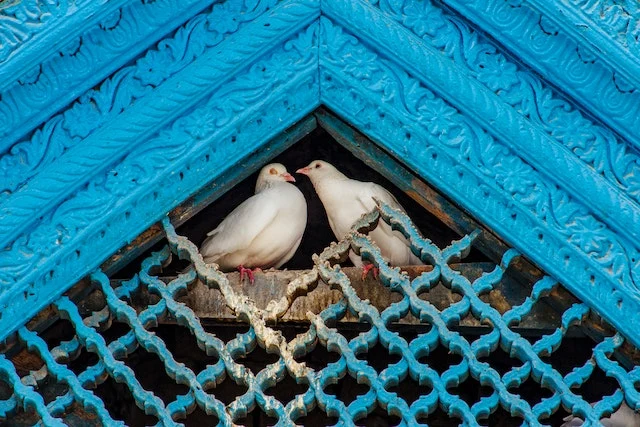 To pigeons sitting together under a blue roof