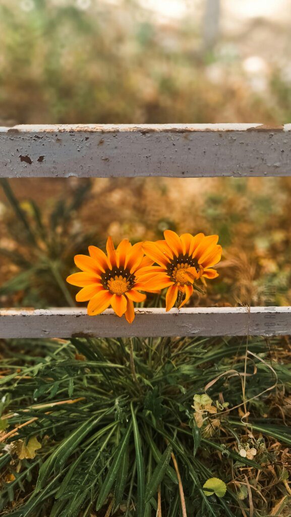 Pair of sunflowers behind a wooden fence with sunlight in background