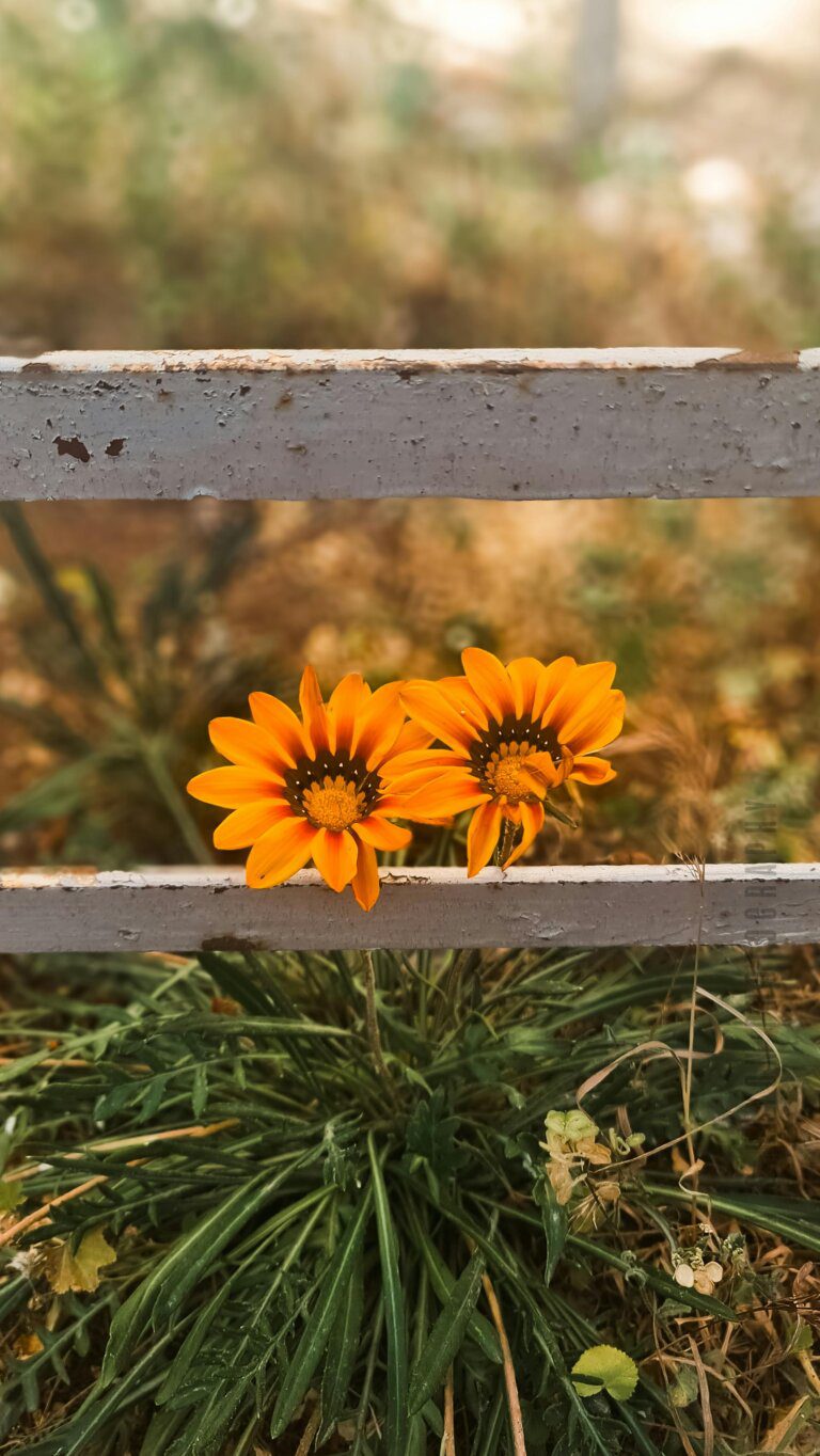 Pair of sunflowers behind a wooden fence with sunlight in background