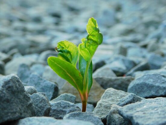 Green leaves growing out of a sea of rocks