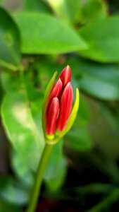 Red bud flower with green leaf backgroun